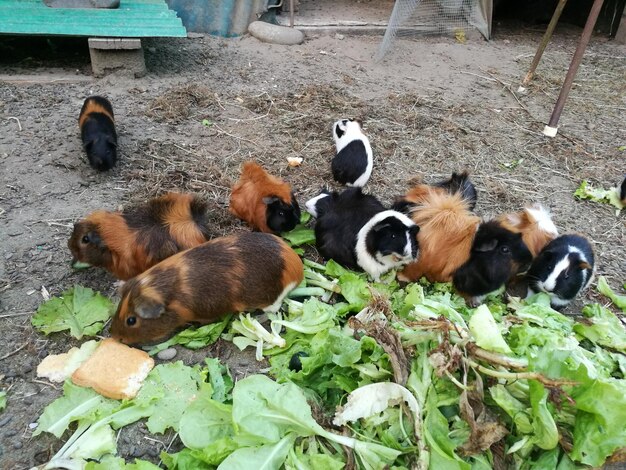 pierogarnia zwierzyniec