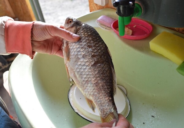 smazalnia ryb bedzin