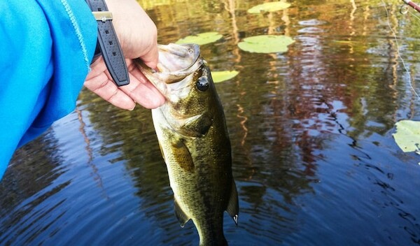 smazalnia ryb czluchow
