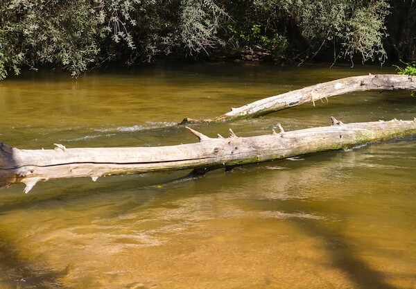 smazalnia ryb drzewica