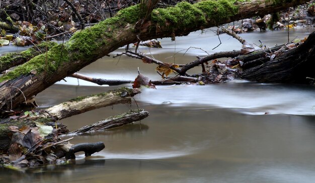 smazalnia ryb dzierzoniow