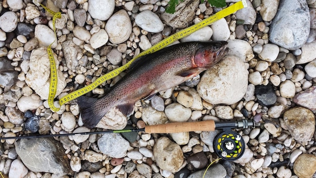 smazalnia ryb jaroslaw