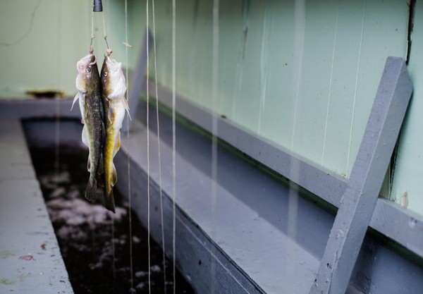 smazalnia ryb ketrzyn