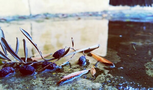 smazalnia ryb lebork