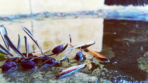 smazalnia ryb lebork