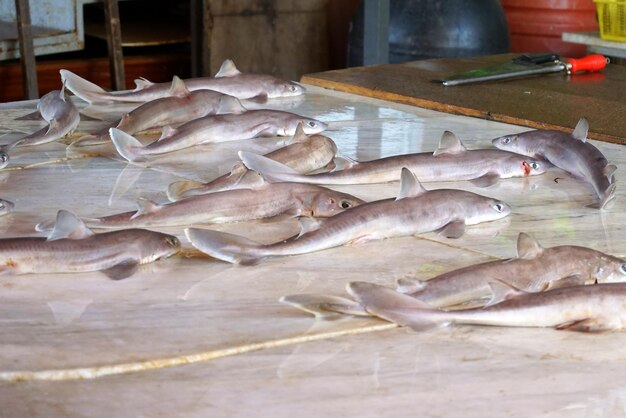 smazalnia ryb muszyna