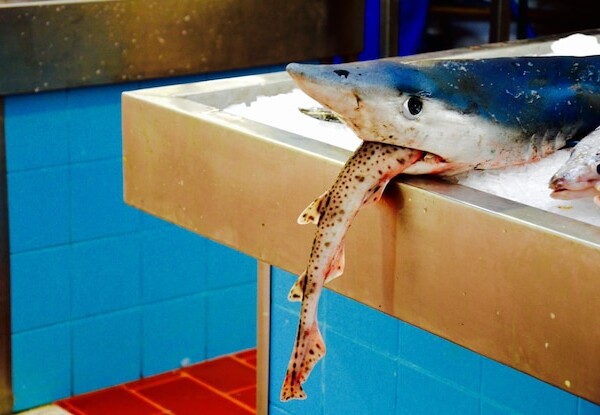 smazalnia ryb oswiecim