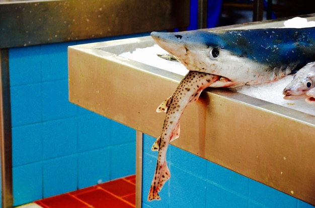 smazalnia ryb oswiecim