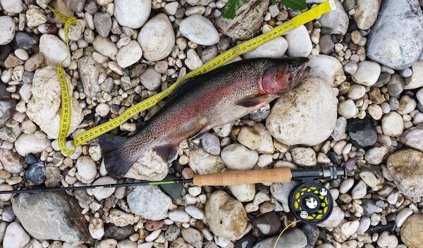 smazalnia ryb radzionkow