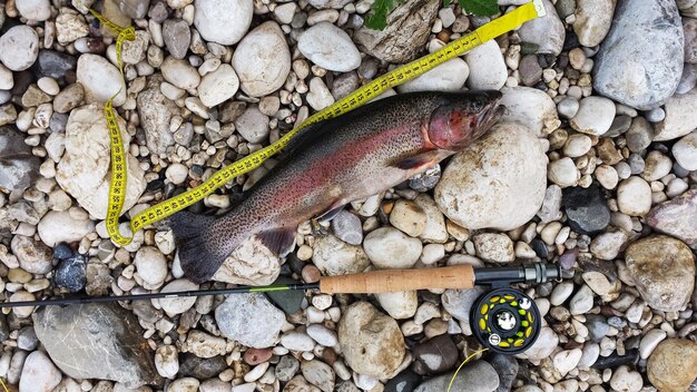 smazalnia ryb rajgrod