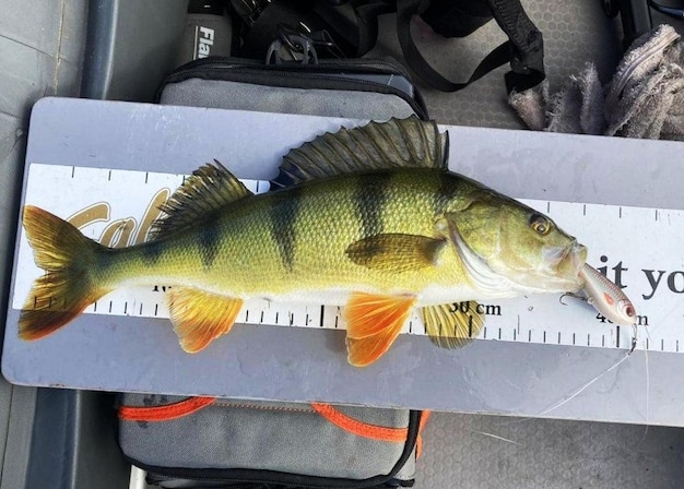 smazalnia ryb sandomierz