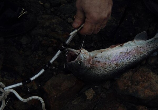 smazalnia ryb skawina