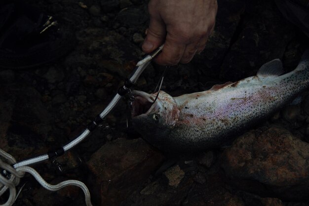 smazalnia ryb skawina