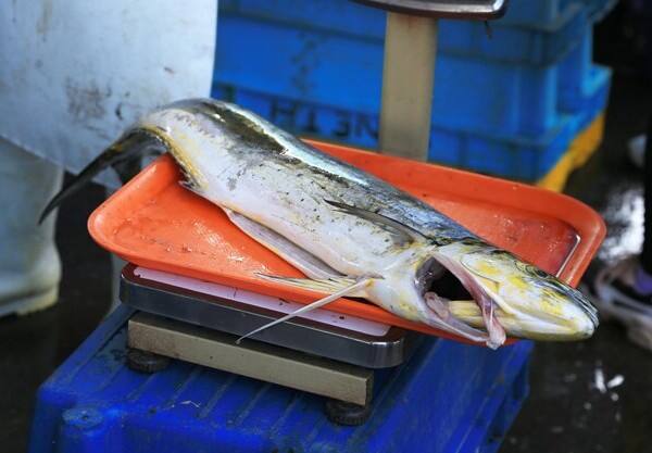 smazalnia ryb szczecinek