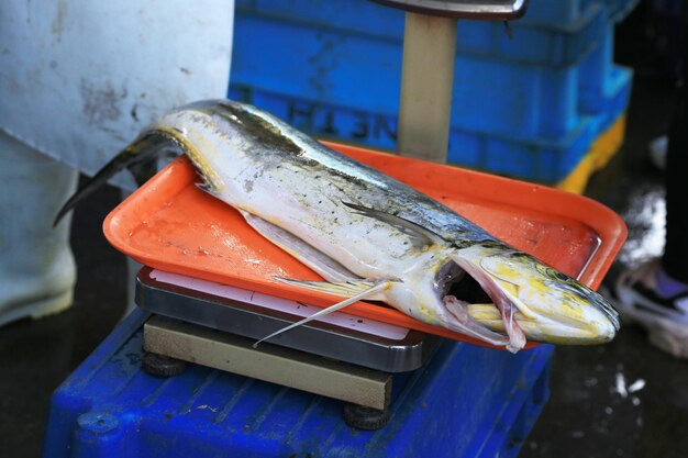 smazalnia ryb szczecinek