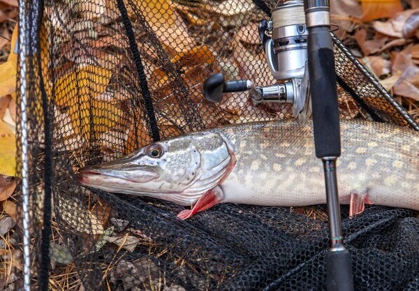 smazalnia ryb szczucin