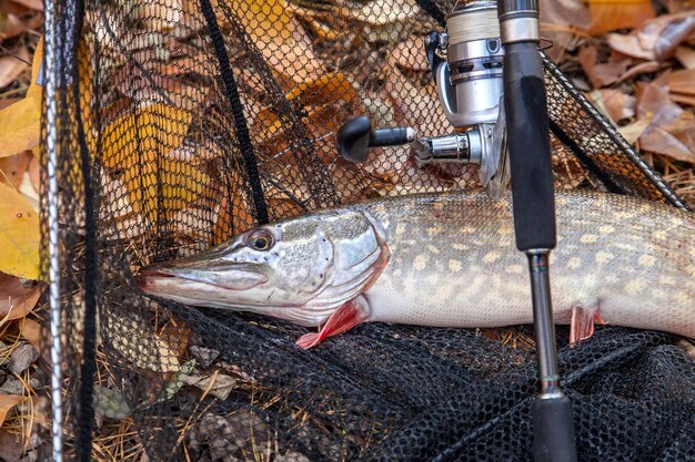 smazalnia ryb szczucin