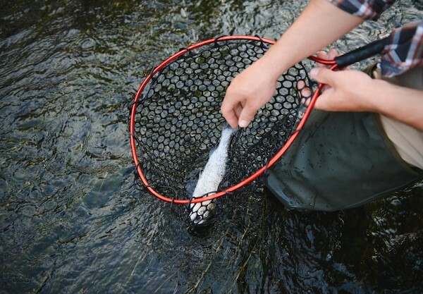 smazalnia ryb szczytna