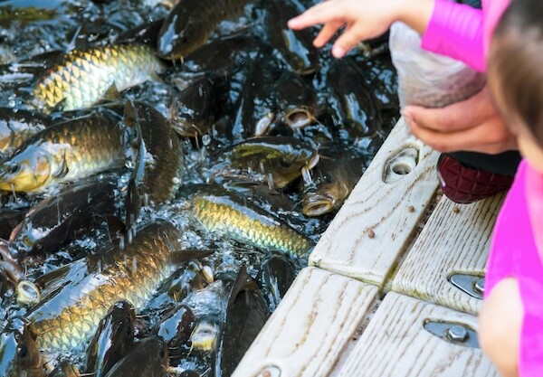 smazalnia ryb wlodawa