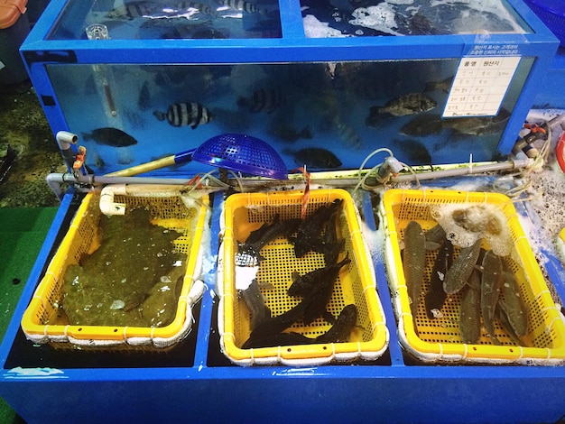 smazalnia ryb zaklikow