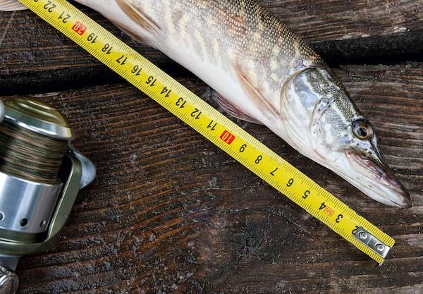 smazalnia ryb ziebice