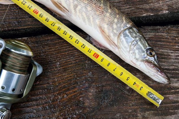 smazalnia ryb ziebice